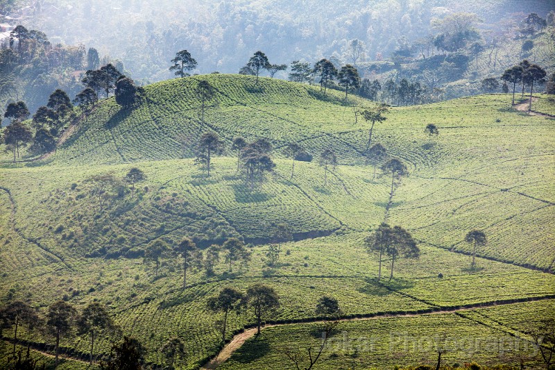 Candi_Sukuh_20150711_223.jpg