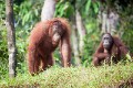 Orangutans_20150801_017