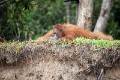 Orangutans_20150801_046