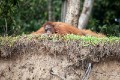 Orangutans_20150801_050