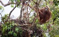 Orangutans_20150801_090