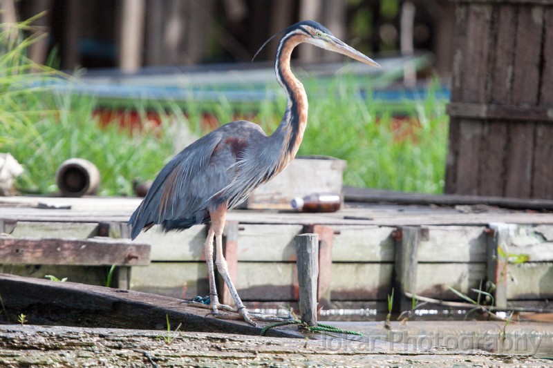 20150430_Sungai_Mahakam_1067.jpg