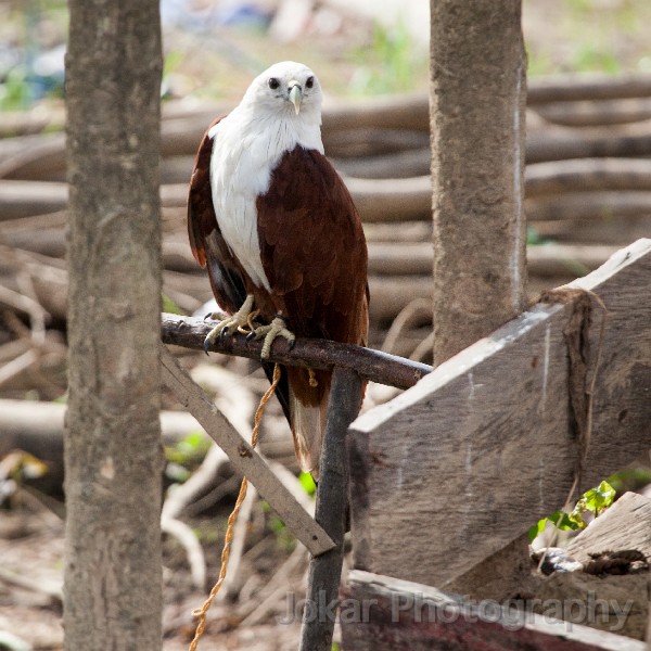 20150430_Sungai_Mahakam_1179.jpg