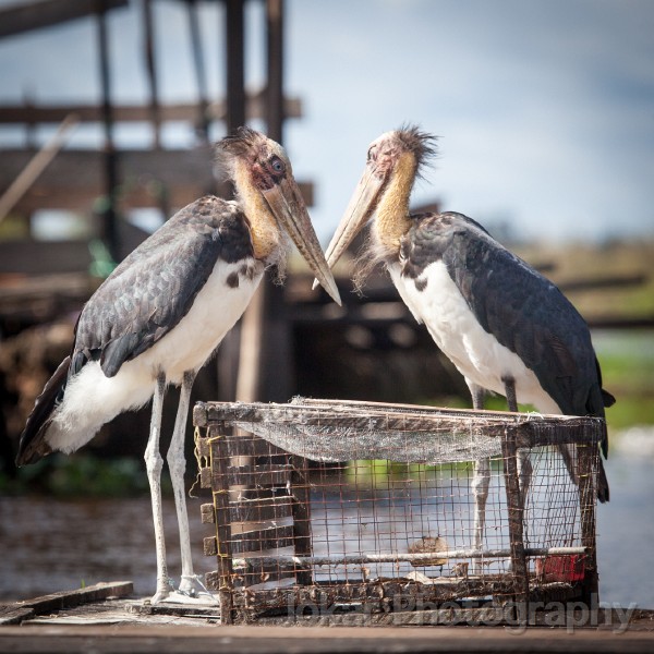 20150502_Sungai_Mahakam_0362.jpg