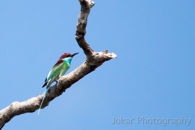 20150502_Sungai_Mahakam_0405.jpg