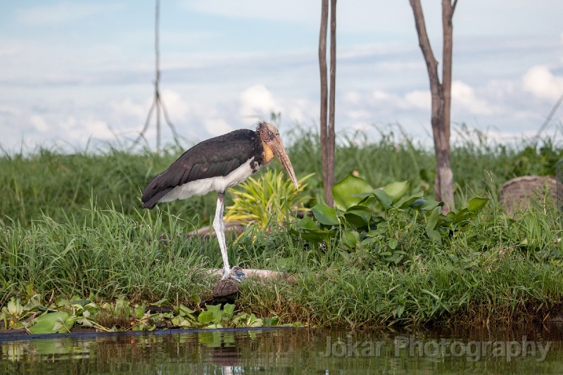 20150502_Sungai_Mahakam_0584.jpg