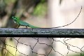 Lizard_20151126_006