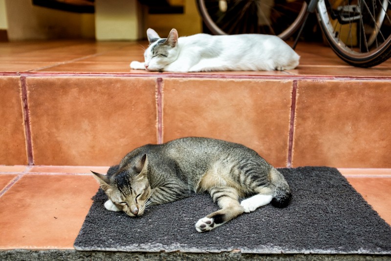 Sanur_cats_20160830_093.jpg