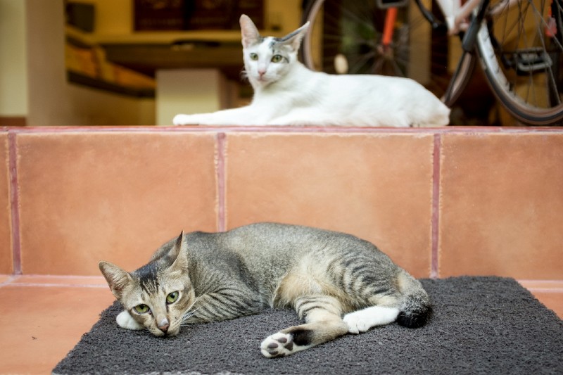 Sanur_cats_20160830_096.jpg