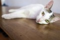 Sanur_cats_20160830_010