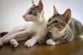 Sanur_cats_20160830_023