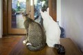 Sanur_cats_20160830_029