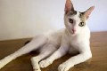 Sanur_cats_20160830_045