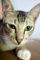 Sanur_cats_20160830_046