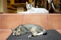 Sanur_cats_20160830_096