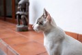 Sanur_cats_20160830_097