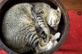 Sanur_cats_20160903_112