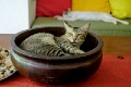 Sanur_cats_20160903_116