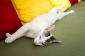 Sanur_cats_20160903_129