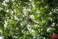 Tumbang_Miri_20160413_073