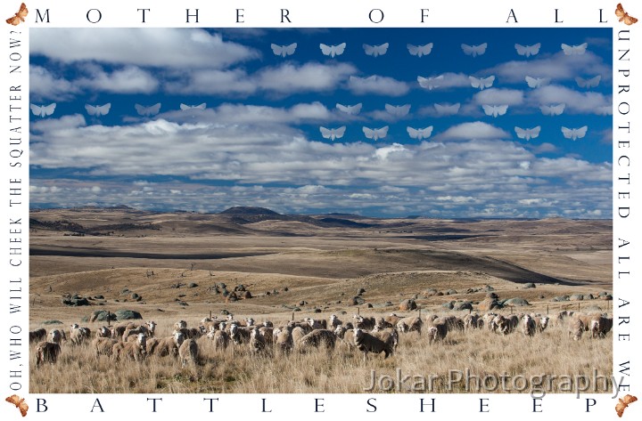 Battlesheep-2.jpg - Battlesheep (Henry Lawson, Song of the Women of the Menero Tribe).  In this rural landscape (photographed just to the east of Dalgety, near the Black Range Road junction) I wanted to give equal space to two quite different relationships to the Monaro landscape: that of the pastoralist European settlers and that of the former owner-custodians of the land - the Ngarigo people. Neither people appear directly in the image, only indirectly via the sheep on the land and the moth-clouds in the sky. The horizon line separates their domains. The text on the left side of the image is from a poem (Andy’s gone with cattle) by Henry Lawson, lamenting the departure of a much-loved family member gone off droving. It goes in part like this:Who now shall wear the cheerful faceIn times when things are blackestAnd who shall whistle round the placeWhen Fortune frowns her blackestOh, who shall cheek the squatter nowWhen he comes round us snarlingHis tongue is growing hotter nowSince Andy crossed the DarlingAlso a lament, but of a quite different kind, is the text on the right hand-side, from The Song of the Women of the Menero Tribe, which was ‘collected’ and translated by Dr John Lhotsky during his travels in the Monaro in 1834.